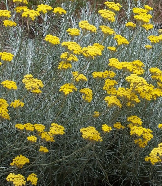 Helichrysum italicum
